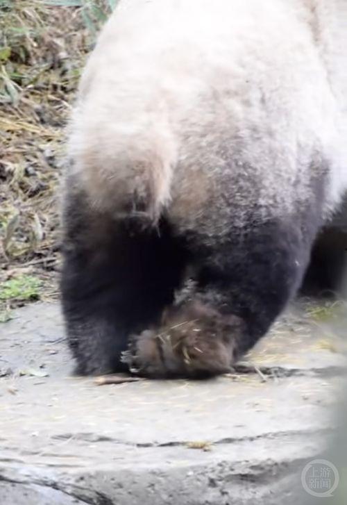 最新爆料熊猫视频,揭秘幕后真相,带你走进神秘世界 第1张 最新爆料熊猫视频,揭秘幕后真相,带你走进神秘世界 第1张